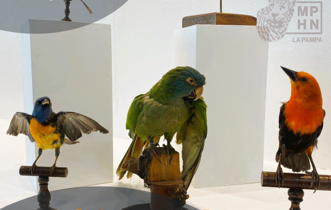 museo_reino_animal.png